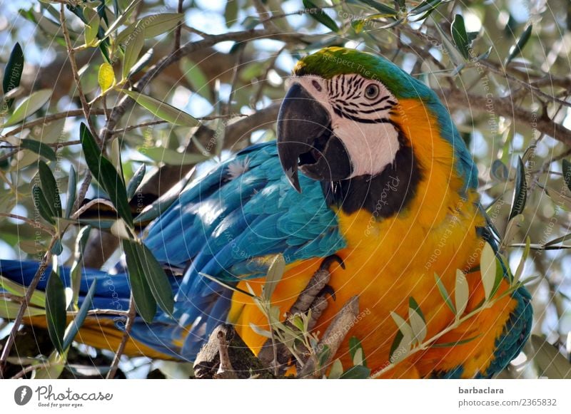 Durststrecke | Keine Oliven mehr da? Ferien & Urlaub & Reisen Baum Blatt Olivenbaum Tier Papageienvogel Ara 1 sitzen exotisch wild blau gelb Farbe Freiheit