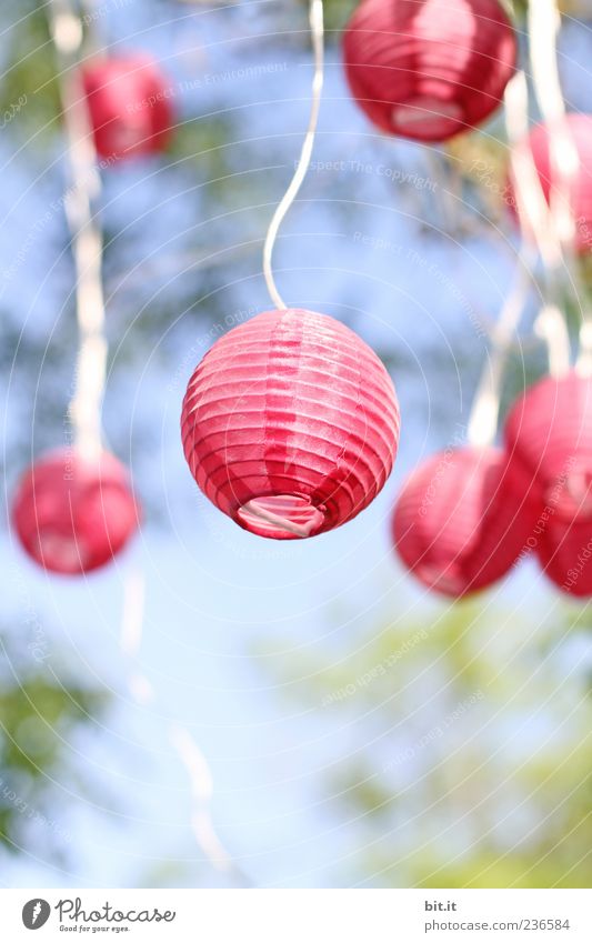 ein bisschen Licht für heute ruhig Ferien & Urlaub & Reisen Lampe Veranstaltung Feste & Feiern Valentinstag Muttertag Hochzeit Natur Himmel Schönes Wetter Baum