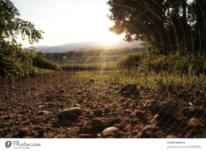 Dieser Weg wird steinig.... Umwelt Natur Landschaft Urelemente Erde Sommer Schönes Wetter Wiese Feld Wald Stimmung Sonnenuntergang Farbfoto Gedeckte Farben