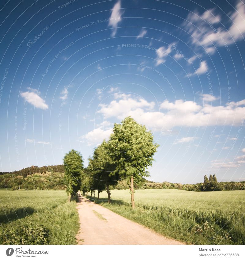 Ein Weg Umwelt Natur Landschaft Sand Himmel Wolken Schönes Wetter Wind Baum Feld Hügel ästhetisch Unendlichkeit Klischee blau grün Beginn Einsamkeit Erwartung