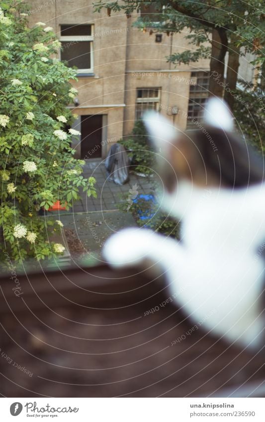 beobachten Baum Haus Bauwerk Gebäude Fassade Garten Innenhof Tier Haustier Katze 1 entdecken warten Hinterhof Balkon Aussicht Farbfoto Außenaufnahme