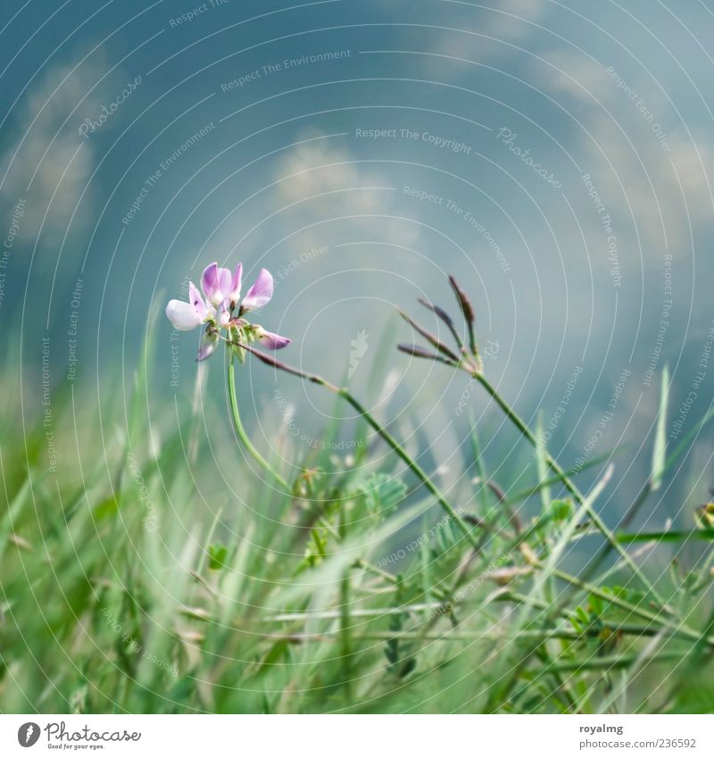 blaurosagrün Natur Pflanze Wolkenloser Himmel Blume Gras Blatt Blüte Garten Park Wiese Blühend leuchten verblüht mehrfarbig Außenaufnahme Menschenleer