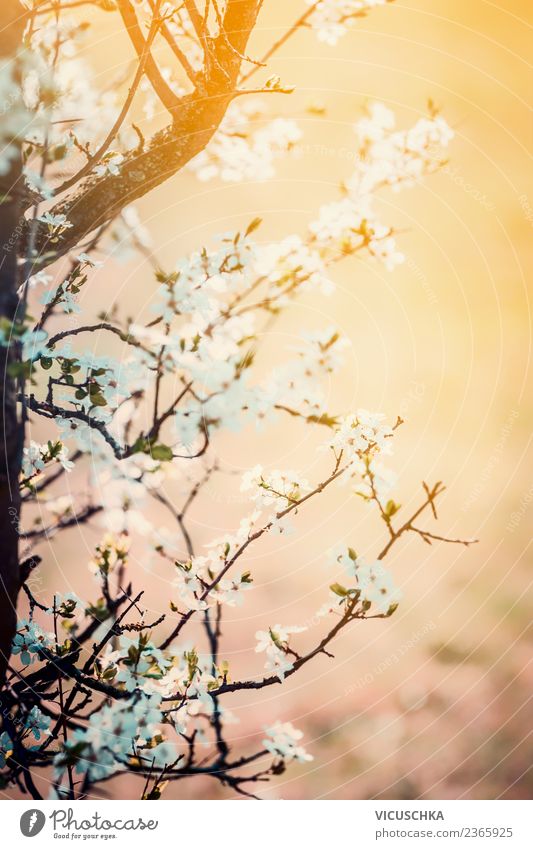 Kirschblüte am Sonnenuntergang Design Sommer Garten Natur Pflanze Frühling Blatt Blüte Park weich rosa Hintergrundbild Kirschblüten April aufwachen Farbfoto