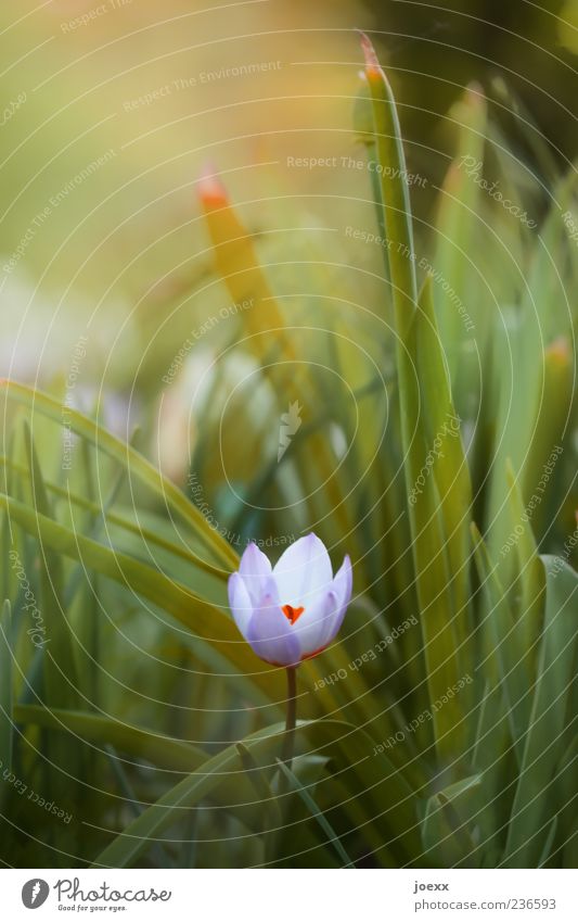 Allein Natur Pflanze Frühling Blume Gras Wiese grün violett Einsamkeit Farbfoto Außenaufnahme Nahaufnahme Menschenleer Tag Schwache Tiefenschärfe zart zierlich