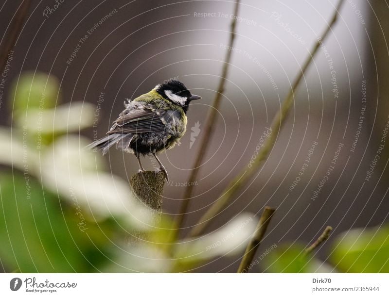 Zerzauste Kohlmeise Natur Tier Frühling Pflanze Sträucher Blatt Grünpflanze Zweige u. Äste Garten Park Wildtier Vogel Singvögel Meisen 1 beobachten Blick sitzen