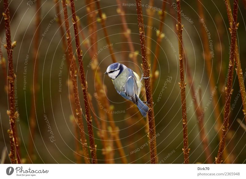 Kletterkünstler Umwelt Natur Frühling Pflanze Sträucher Grünpflanze Zweige u. Äste Trieb austreiben Blattknospe Garten Park Tier Wildtier Vogel Singvögel Meisen