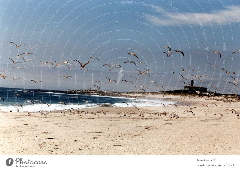 aufgeschreckte Möwen Strand Meer Atlantik Sonne Sand