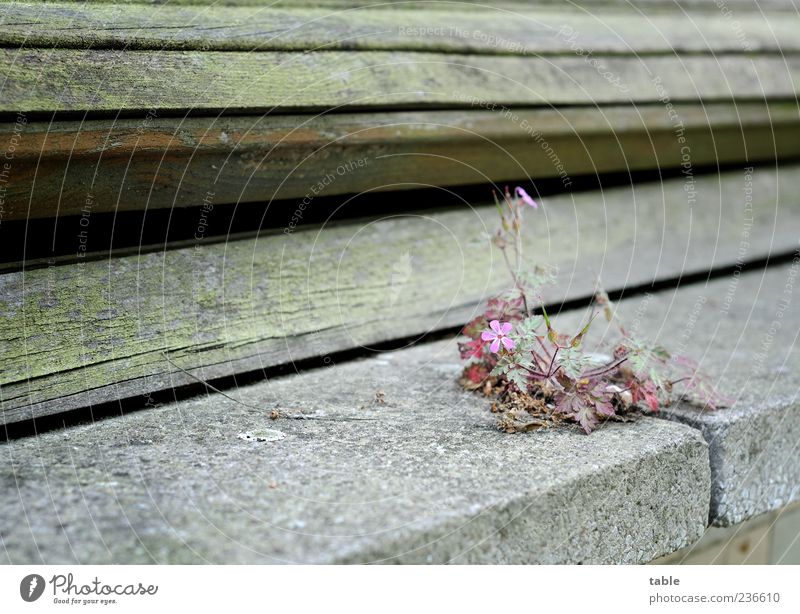 standhaft... Umwelt Natur Pflanze Blatt Blüte Wildpflanze Gebäude Mauer Wand Fassade Fenster Fenstersims Fuge Fensterladen Rollo Granit Beton Holz Blühend