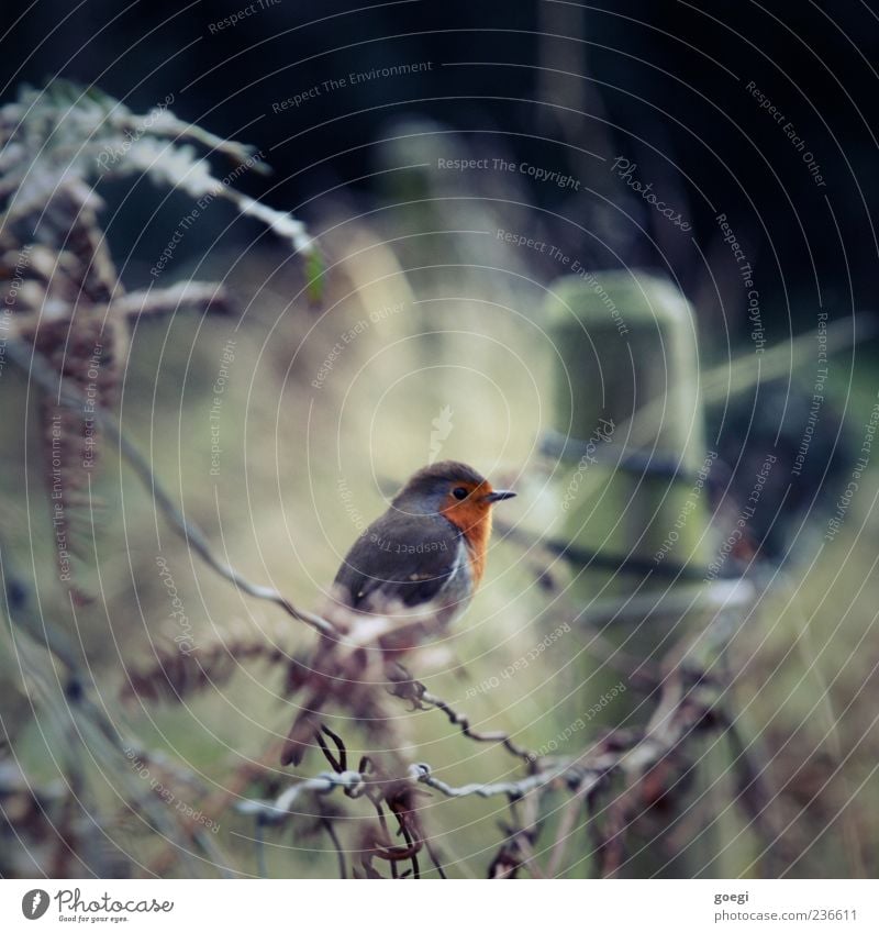 Hobbyornithologie Umwelt Natur Tier Grünpflanze Feld Vogel Rotkehlchen 1 Zaun Zaunpfahl nachhaltig Farbfoto Menschenleer Textfreiraum oben Tag