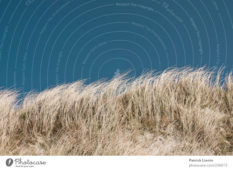 Spiekeroog | Dünenwind schön Erholung ruhig Ferien & Urlaub & Reisen Ferne Freiheit Strand Meer Insel Umwelt Natur Pflanze Sand Wetter Wind Küste Nordsee