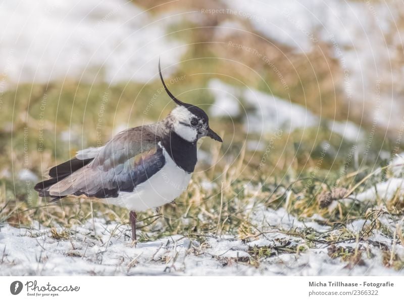 Kiebitz auf der Wiese Umwelt Natur Tier Sonne Winter Schnee Gras Wildtier Vogel Tiergesicht Flügel Regenpfeifer Schnabel Haube Feder 1 Fressen laufen stehen nah