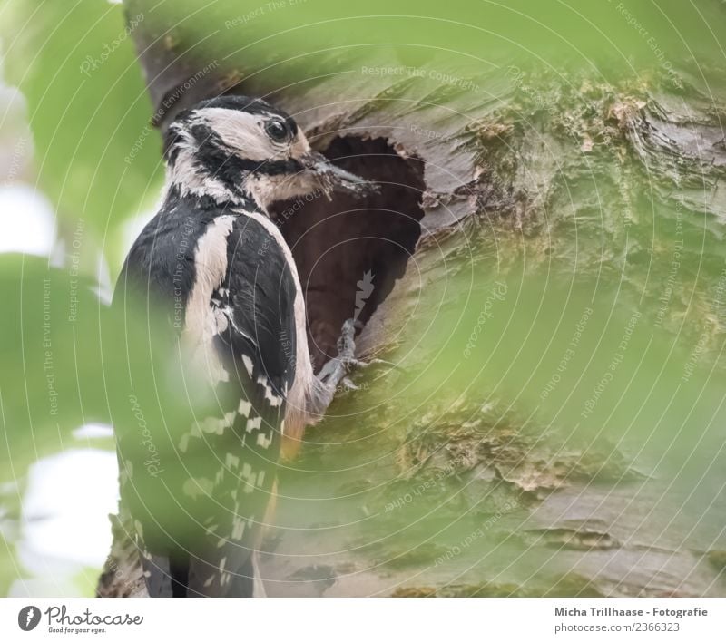 Buntspecht an der Höhle Umwelt Natur Tier Sonne Schönes Wetter Baum Blatt Wald Wildtier Vogel Tiergesicht Flügel Krallen Specht Schnabel Auge Nisthöhle