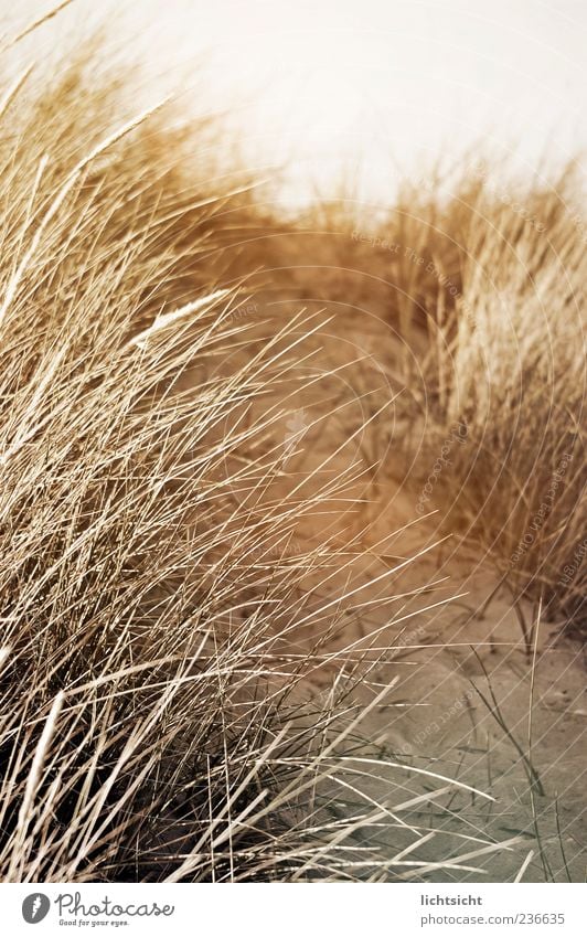 Düne Natur Landschaft Sand Sommer Klima Küste Wege & Pfade Stranddüne Dünengras Sepia Gedeckte Farben Außenaufnahme Detailaufnahme Tag Licht Lichterscheinung