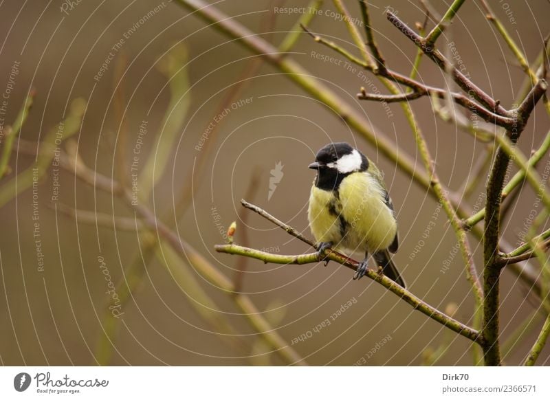 Kohlmeise im Rosenstrauch Garten Natur Frühling Winter Pflanze Sträucher Rosenzweig Zweig Park Tier Wildtier Vogel Singvögel Meisen 1 beobachten hocken sitzen