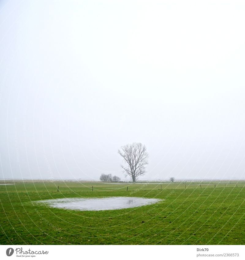 Norddeutschland, Weidelandschaft mit Tümpel Umwelt Natur Landschaft Himmel Wolken Winter Klima schlechtes Wetter Nebel Baum Gras Wiese Teich Pfütze Bremen hell