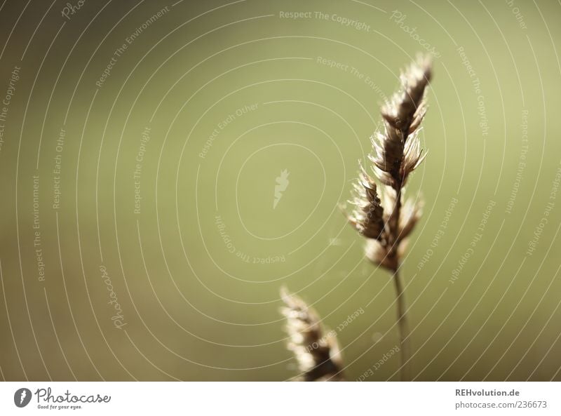 nureins Umwelt Natur Pflanze Gras Wildpflanze natürlich Stimmung Einsamkeit einzigartig Farbfoto Gedeckte Farben Außenaufnahme Nahaufnahme Detailaufnahme