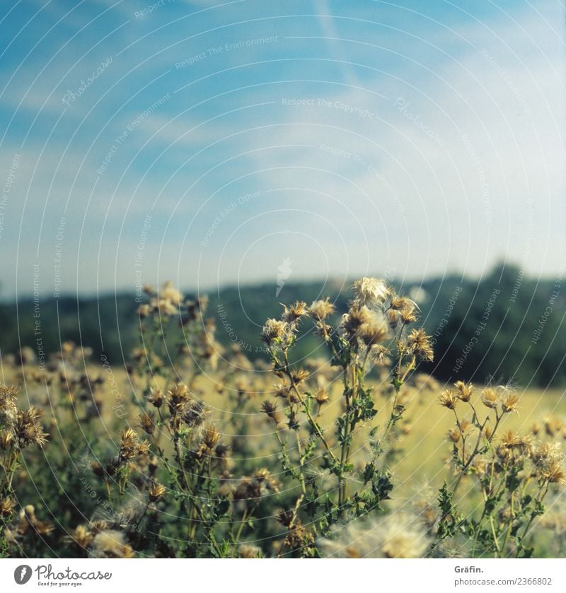 Disteln im Feld Umwelt Natur Landschaft Pflanze Sommer Schönes Wetter Blume Sträucher Grünpflanze Park Wiese Blühend verblüht Wachstum nachhaltig stachelig blau