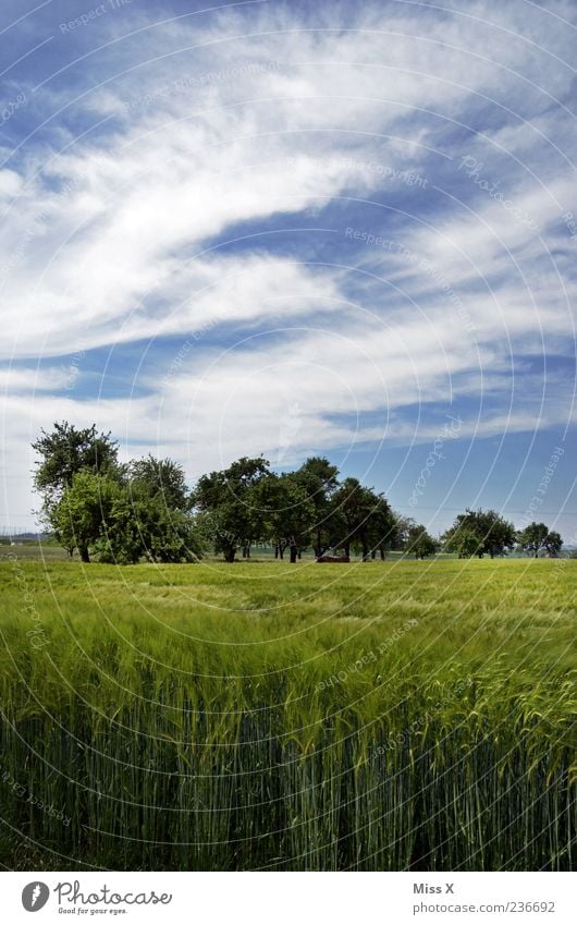 Weizenfeld Umwelt Natur Himmel Sommer Baum Feld blau grün Landwirtschaft Landschaft ländlich Farbfoto mehrfarbig Außenaufnahme Menschenleer Textfreiraum oben