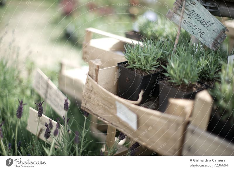 Lavendel Zwerge Lifestyle Design Häusliches Leben Wohnung Garten einrichten Dekoration & Verzierung Natur Pflanze Blume Lavendelernte authentisch Duft exotisch