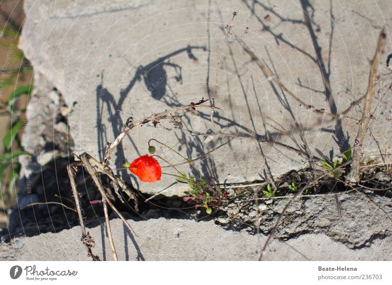 Survival of the Fittest Schönes Wetter Blume Klatschmohn Mauer Wand Stein Beton alt Blühend leuchten einfach kaputt trashig grau rot Zerstörung Verfall