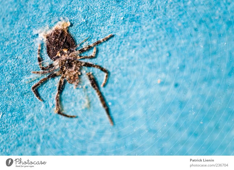 666 | The Number of the Beast Natur Tier Wildtier Spinne 1 Glas Ekel klein nah Spitze blau Tod gefährlich Angst ästhetisch entdecken anschaulich Beine Farbfoto