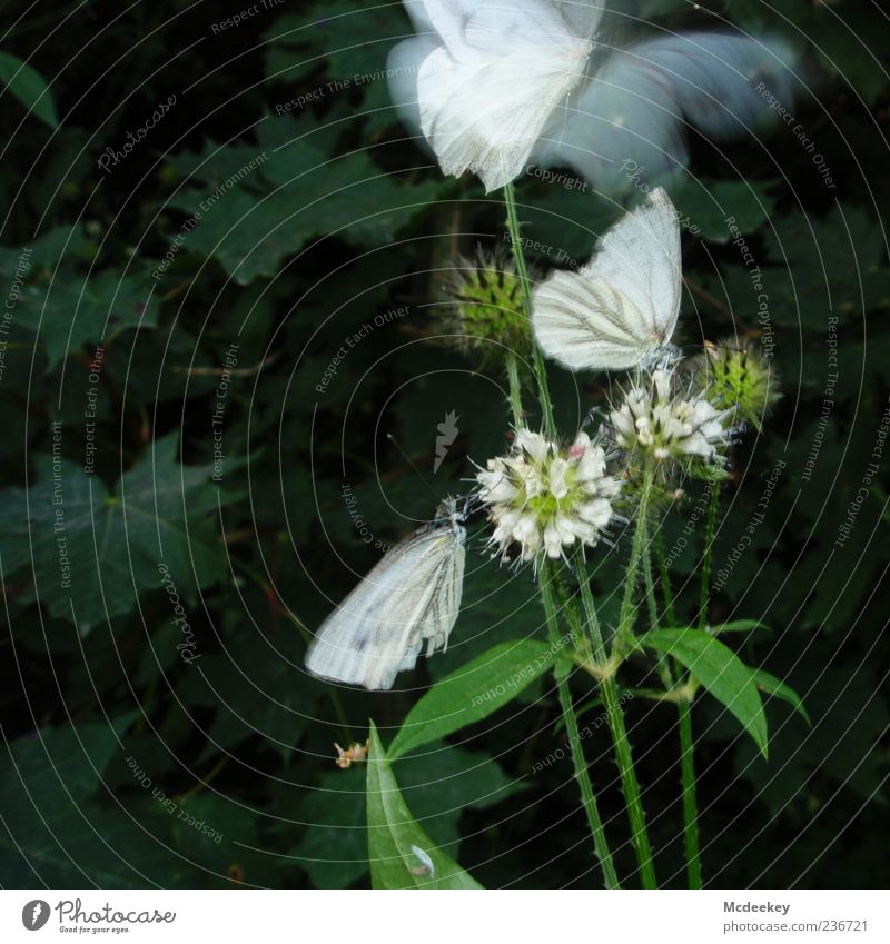 Fly away Natur Pflanze Tier Sommer Blume Grünpflanze Schmetterling 3 Tiergruppe elegant frei natürlich grün schwarz weiß Leichtigkeit leicht fliegen sitzen