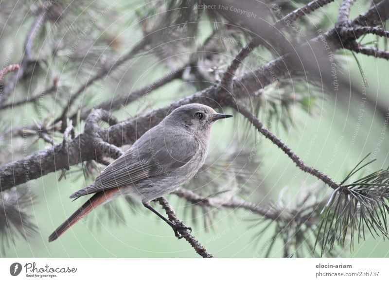 Model-Posing Natur Pflanze Tier Wildtier Vogel Flügel 1 Stolz Farbfoto Außenaufnahme Tierporträt Tanne Ast Tannennadel Feder gefiedert