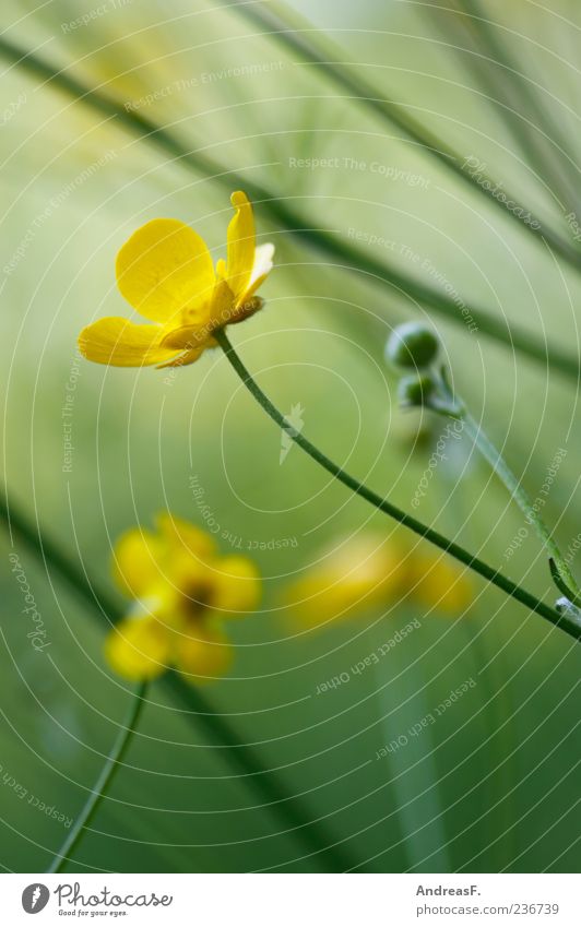 Butterblumenwiese Umwelt Natur Pflanze Frühling Sommer Blume Blüte Wildpflanze Wiese gelb grün Hahnenfuß Hahnenfußgewächse Unschärfe Blumenwiese Makroaufnahme