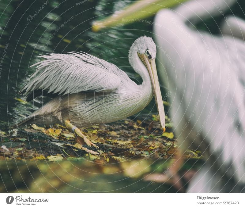 Komische Vögel Ferien & Urlaub & Reisen Tourismus Ausflug Abenteuer Umwelt Natur Landschaft Klima Klimawandel Tier Haustier Wildtier Vogel Flügel Zoo