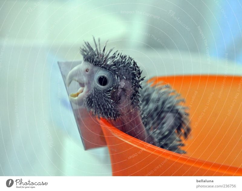 Im Eimer! Tier Haustier Vogel Tiergesicht 1 Tierjunges schreien Papageienvogel orange Feder Schalen & Schüsseln Schnabel Farbfoto mehrfarbig Innenaufnahme