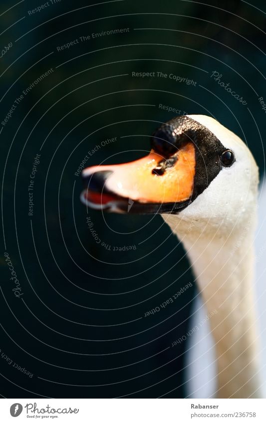 Hunger!! Natur Tier Wildtier Tiergesicht Schwan 1 weiß Schnabel Orange Hals Lebewesen Blick offen Farbfoto Außenaufnahme Nahaufnahme Tag Licht Schatten Kontrast