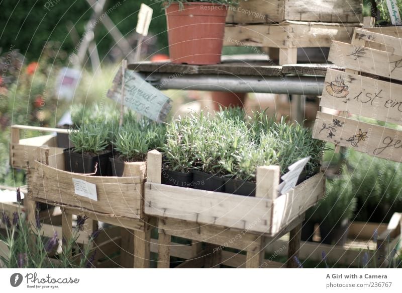 Die Provence nach Hause holen Pflanze Sommer Nutzpflanze Topfpflanze Lavendel Kiste Marktstand Blumentopf Schilder & Markierungen Außenaufnahme