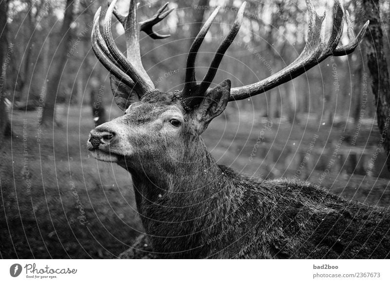 Deer Tier Nutztier Wildtier Tiergesicht Fell Zoo Hirsch 1 beobachten entdecken Erholung Blick stehen wandern warten ästhetisch außergewöhnlich authentisch