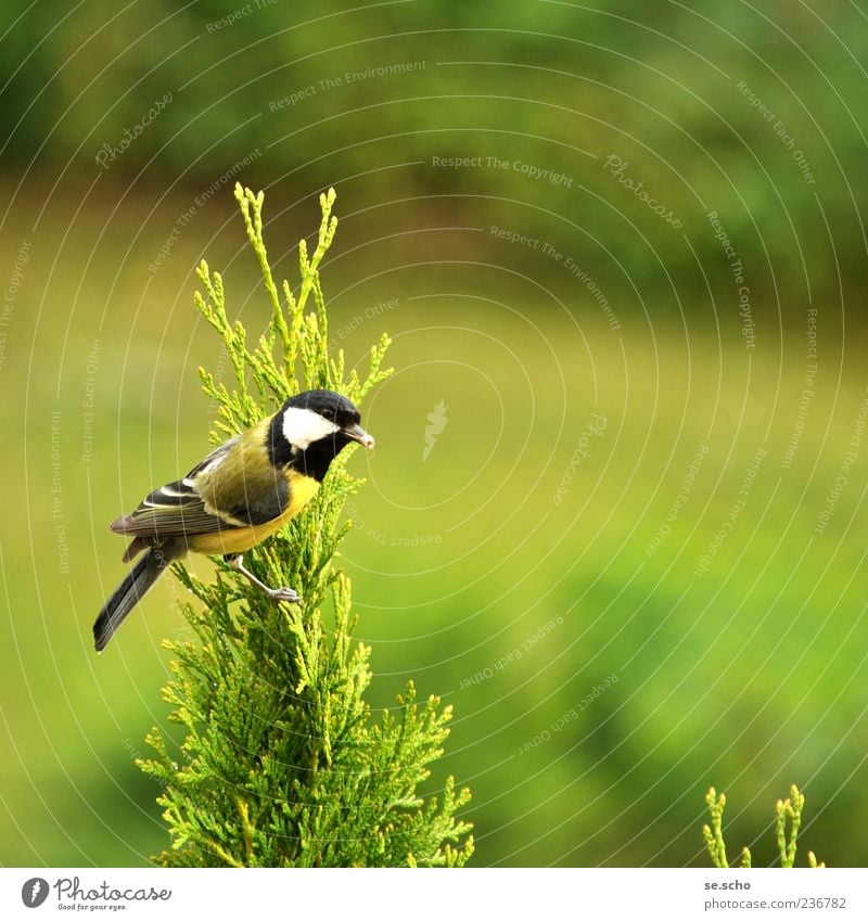 Parus major - Kohlmeise Tier Wildtier Vogel 1 ästhetisch grün Farbfoto mehrfarbig Außenaufnahme Menschenleer Textfreiraum rechts Textfreiraum oben Tag Unschärfe