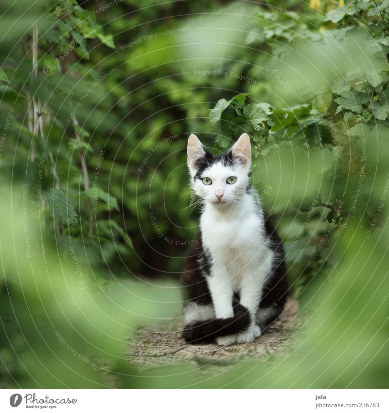 scheue kleine mau Pflanze Sträucher Grünpflanze Garten Tier Haustier Katze 1 Tierjunges Blick sitzen Neugier Schüchternheit Farbfoto Außenaufnahme Menschenleer