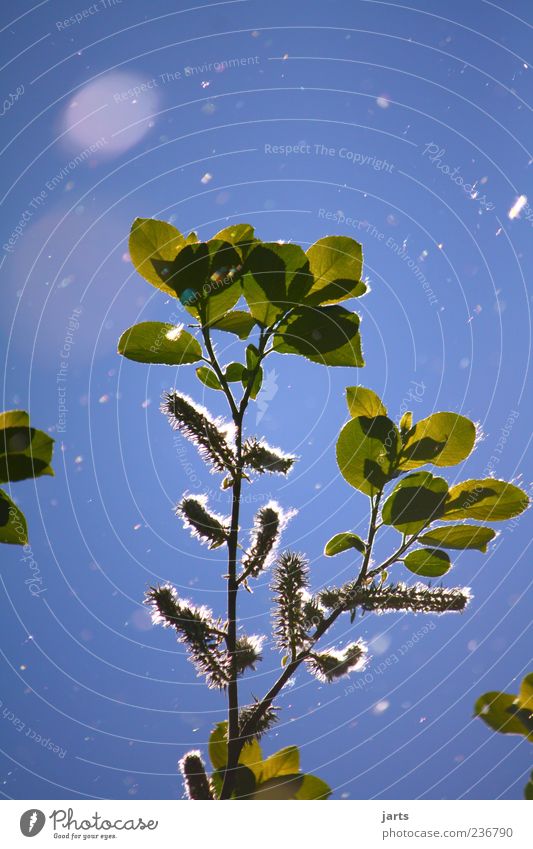 """"""""""""" Umwelt Natur Pflanze Himmel Frühling Schönes Wetter Blüte fliegen leuchten frei natürlich Schweben Farbfoto Nahaufnahme Menschenleer