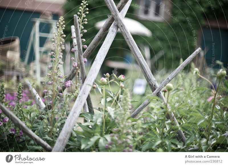 kitchen garden Lifestyle Stil Häusliches Leben Garten einrichten Dekoration & Verzierung Natur Pflanze Sommer Blume Sträucher Blüte Wildpflanze Topfpflanze