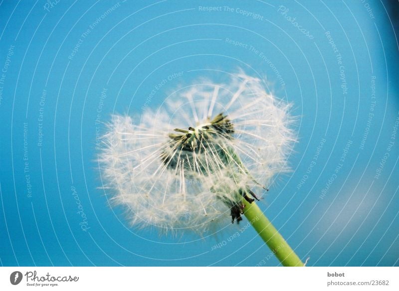 Blaaaseblümchen 002 Löwenzahn Pflanze Stengel Blüte Fertilisation Himmel blau Samen Wind !