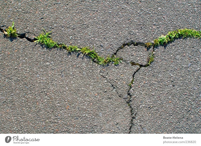 Mir wurden Flügel verliehen - und ich startete durch Frühling Pflanze Gras alt grau grün Kraft Willensstärke Macht Asphalt Zerstörung Straßenschäden Riss