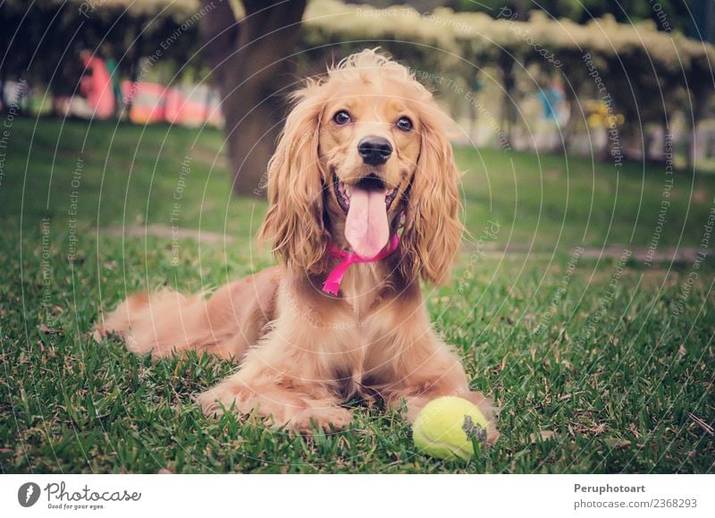 English Cocker Spaniel Hund Freude Glück schön Sommer Garten Baby Natur Tier Gras Park Haustier sitzen natürlich niedlich braun grün weiß reizvoll Hintergrund