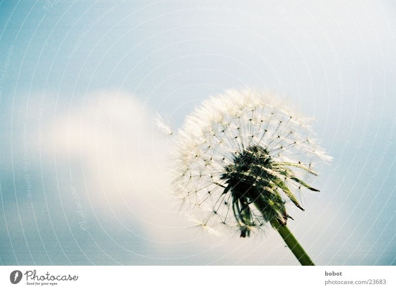 Blaaaseblümchen 001 Löwenzahn Pflanze Stengel Blüte Fertilisation Himmel blau Samen Wind !