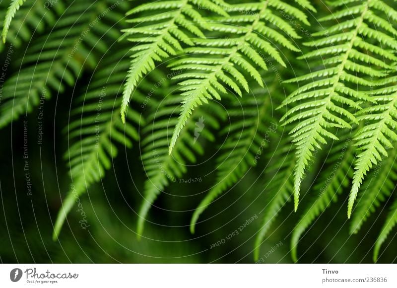 Farn Natur Frühling Sommer Pflanze Grünpflanze Wildpflanze grün Wachstum Spitze Farbfoto Außenaufnahme Muster Strukturen & Formen Schwache Tiefenschärfe