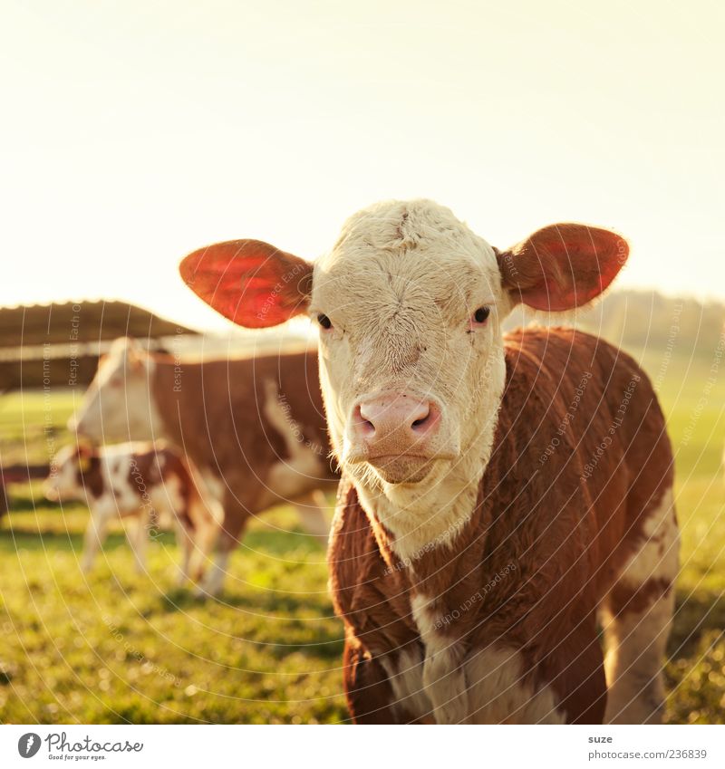 Montag Morgen Umwelt Natur Tier Wiese Feld Nutztier Tiergesicht 1 Tierjunges niedlich Kalb Rind Weide Landleben Ohr Farbfoto Gedeckte Farben Außenaufnahme