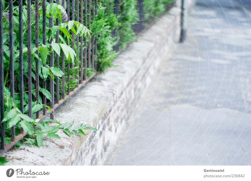 Spaziergang Natur Pflanze Sträucher Grünpflanze Garten Straße Wege & Pfade Mauer Mauerpflanze Vorgarten Bürgersteig Fluchtlinie Menschenleer Zaun Farbfoto