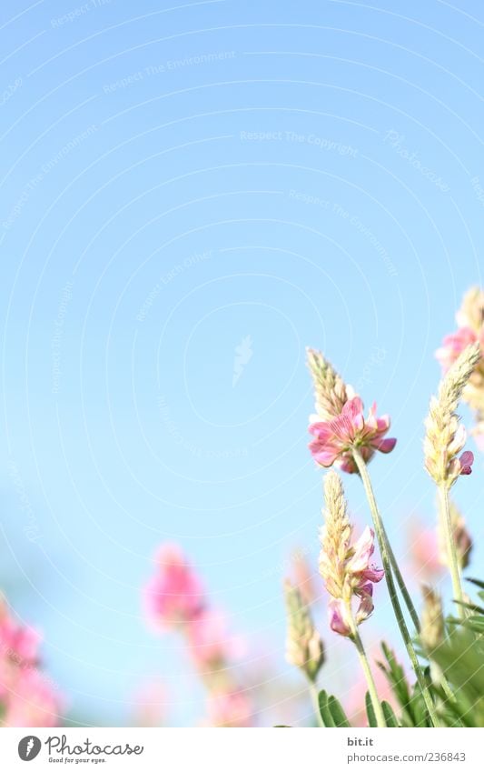 Dankeschön... Alternativmedizin ruhig Meditation Feste & Feiern Valentinstag Muttertag Hochzeit Geburtstag Natur Pflanze Himmel Frühling Sommer Schönes Wetter