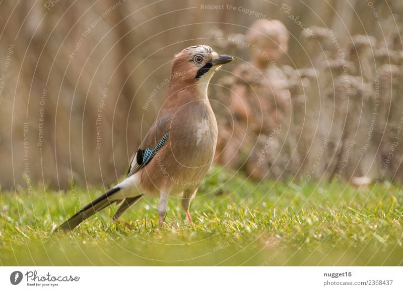 Eichelhäher 3 Umwelt Natur Pflanze Tier Sonnenlicht Frühling Sommer Herbst Klima Schönes Wetter Gras Sträucher Garten Park Wiese Feld Wald Wildtier Vogel