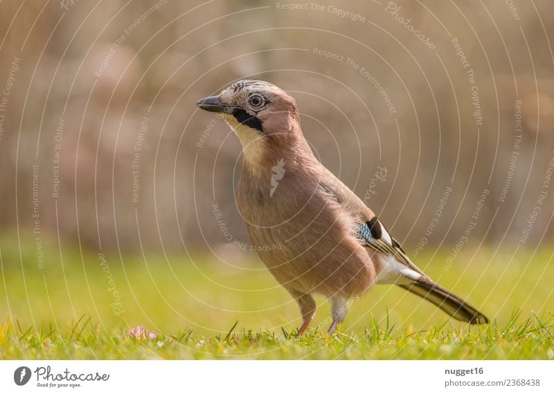 Eichelhäher 2 Umwelt Natur Pflanze Tier Sonne Sonnenlicht Frühling Sommer Herbst Klima Wetter Schönes Wetter Gras Garten Park Wiese Feld Wald Wildtier Vogel