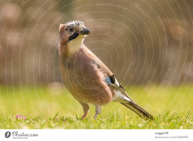 Eichelhäher 1 Umwelt Natur Pflanze Tier Frühling Sommer Herbst Klima Schönes Wetter Gras Sträucher Garten Park Wiese Feld Wald Wildtier Vogel Tiergesicht Flügel