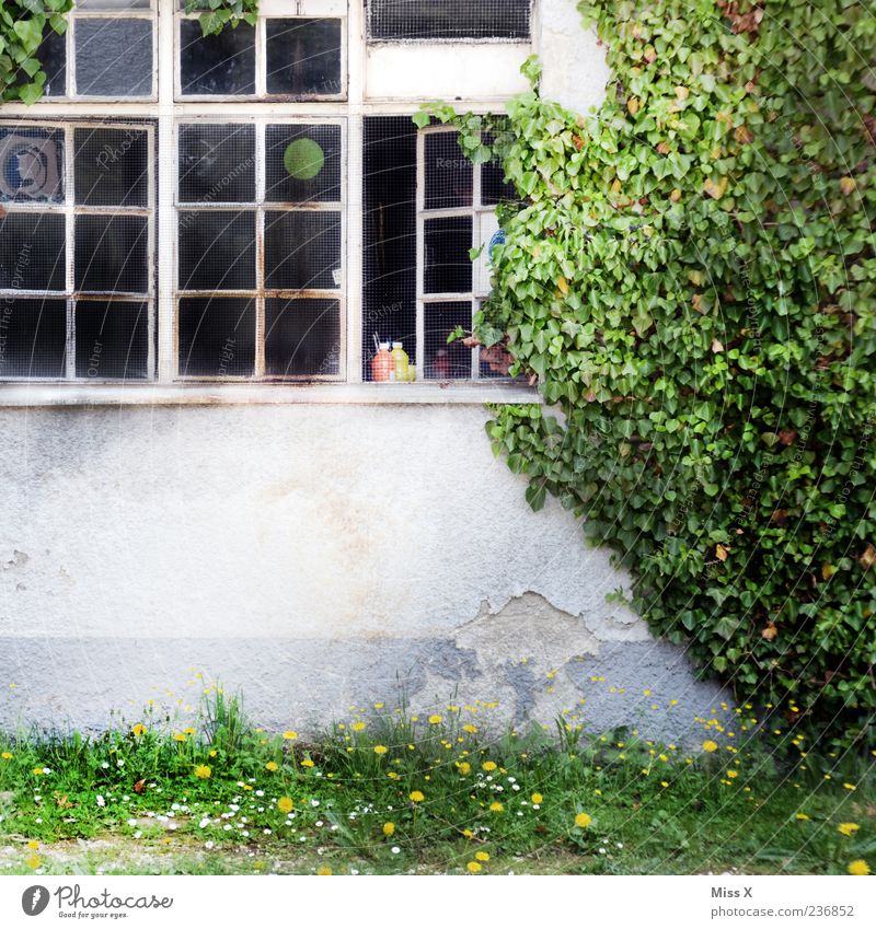 olle Fabrik Pflanze Efeu Haus Fenster alt Hof Ranke Farbfoto Außenaufnahme Menschenleer Textfreiraum unten Gebäude offen Fassade Wachstum Gras Sträucher