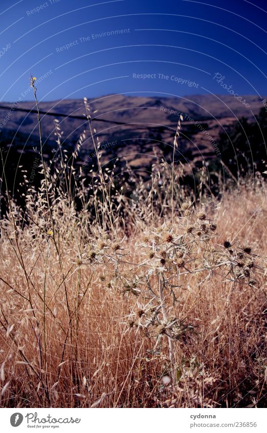 Sonne satt Wohlgefühl Erholung ruhig Ferien & Urlaub & Reisen Ausflug Ferne Freiheit Sommerurlaub Umwelt Natur Landschaft Wolkenloser Himmel Klima Dürre Gras